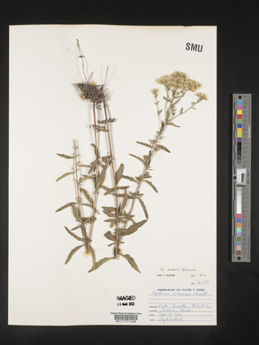 Eupatorium mohrii image