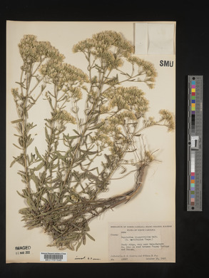 Eupatorium linearifolium image