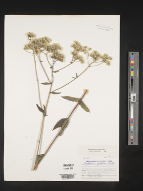 Eupatorium pilosum image