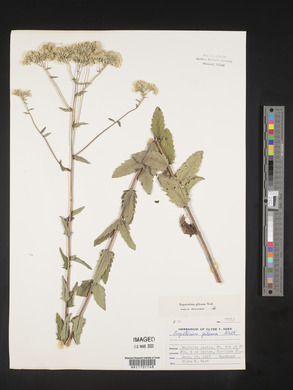 Eupatorium pilosum image