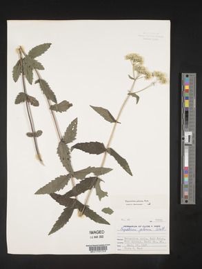 Eupatorium pilosum image