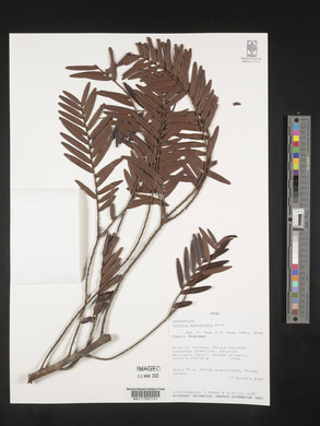 Xylopia emarginata image