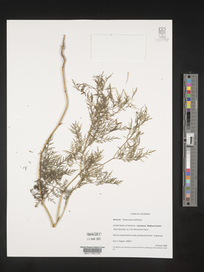 Trepocarpus aethusae image