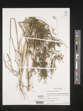 Trepocarpus aethusae image