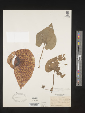 Aristolochia grandiflora image