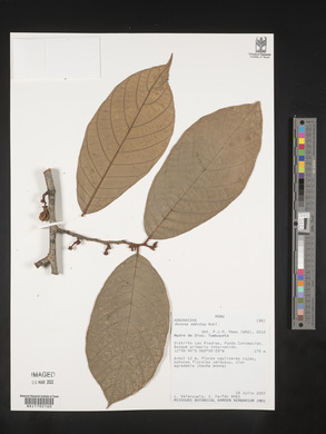 Annona ambotay image