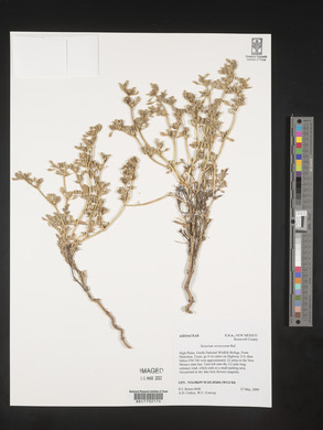 Sesuvium verrucosum image