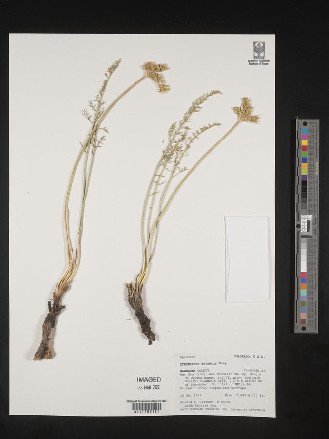 Cymopterus anisatus image