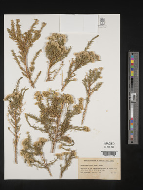 Baccharis boliviensis image