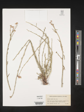 Baccharis juncea image
