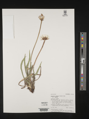 Agoseris glauca image