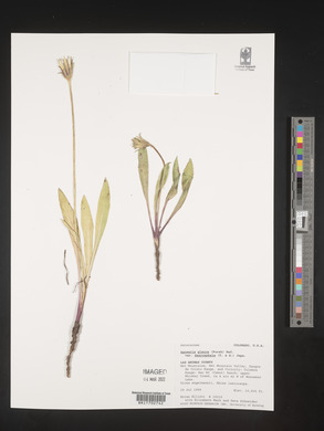 Agoseris glauca var. dasycephala image