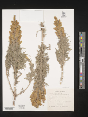 Ambrosia psilostachya image