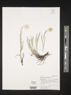 Antennaria anaphaloides image