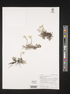 Antennaria microphylla image
