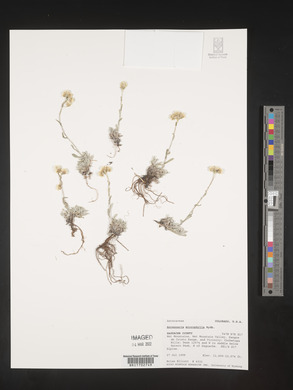 Antennaria microphylla image