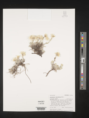 Antennaria parvifolia image
