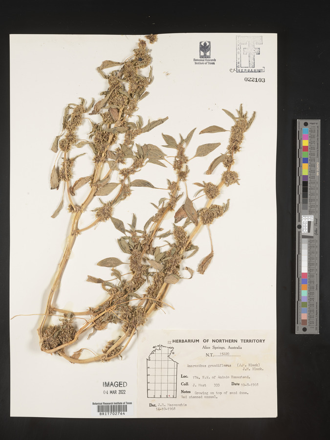 Amaranthus grandiflorus image