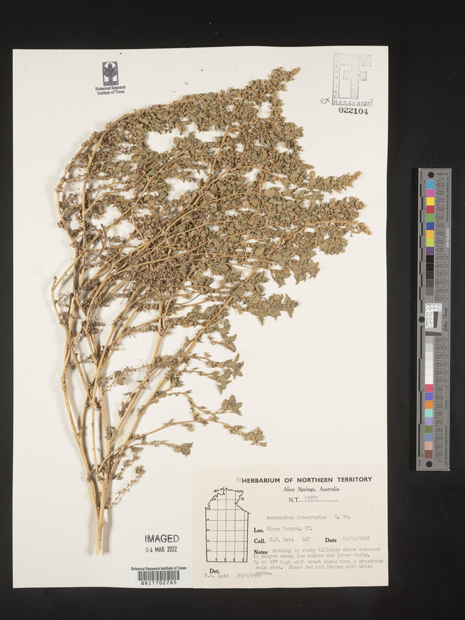Amaranthus interruptus image