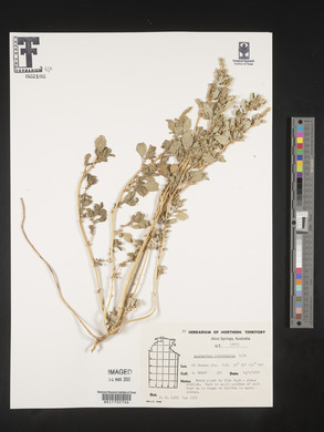 Amaranthus interruptus image