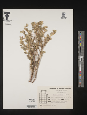 Media resource of Ptilotus astrolasius