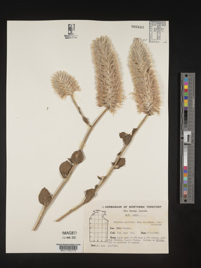 Ptilotus exaltatus image