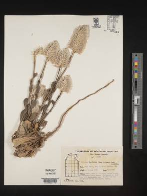 Ptilotus exaltatus image