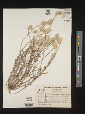 Ptilotus helipteroides image
