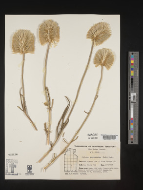 Ptilotus macrocephalus image