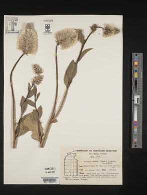 Ptilotus nobilis image