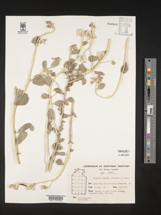 Ptilotus obovatus image