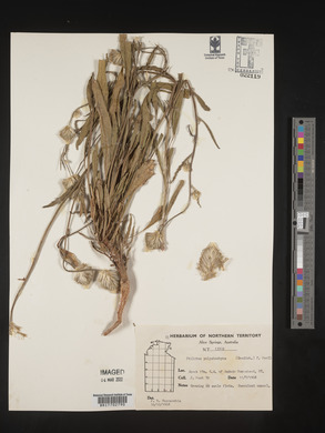Ptilotus polystachyus image