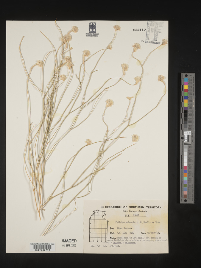 Ptilotus schwartzii image