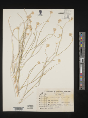 Ptilotus schwartzii image
