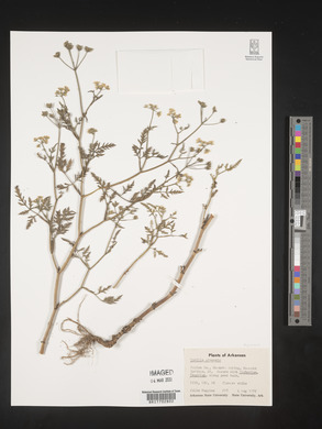 Torilis arvensis image