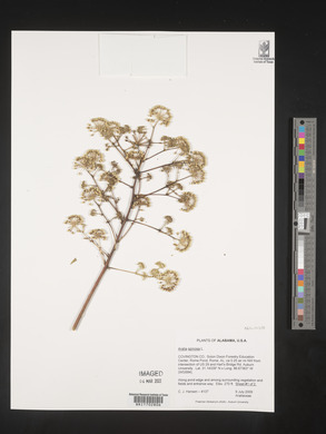Aralia spinosa image