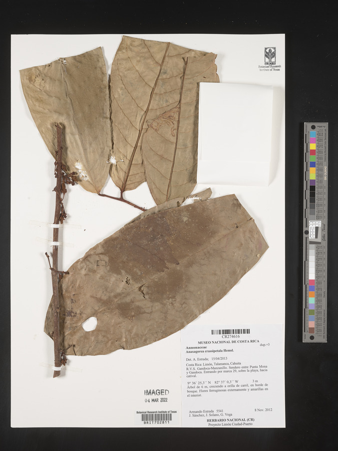 Anaxagorea crassipetala image