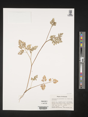 Chaerophyllum procumbens image