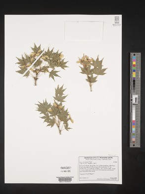Acer circinatum image