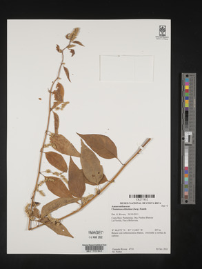 Chamissoa altissima image