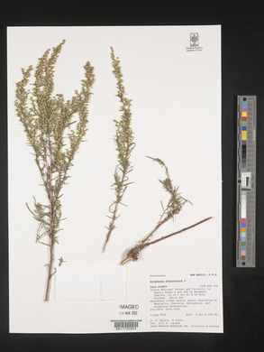 Artemisia dracunculus image