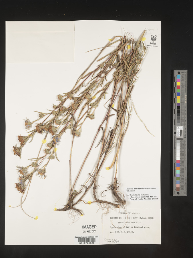 Eurybia hemispherica image