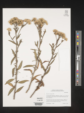 Baccharis douglasii image