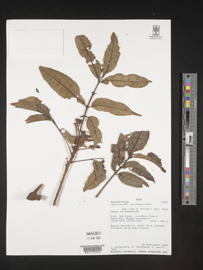 Image Associated With the Occurence