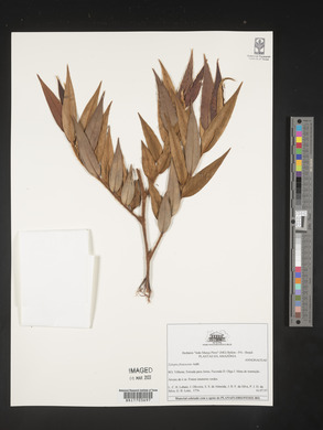 Xylopia frutescens image