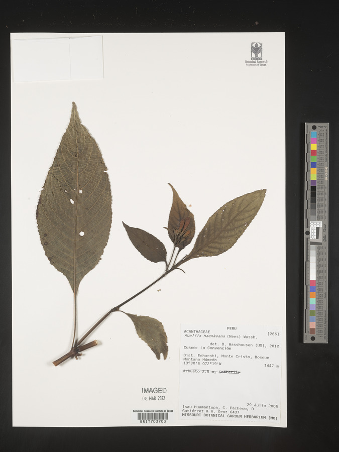 Ruellia haenkeana image