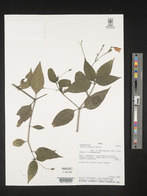 Ruellia boliviana image