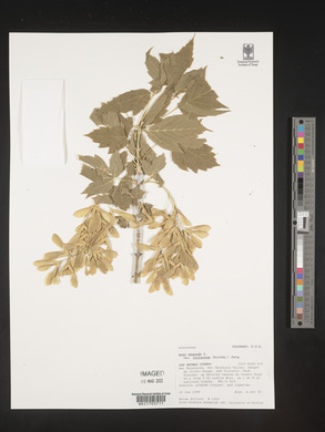 Acer negundo var. violaceum image