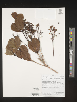 Alzatea verticillata image