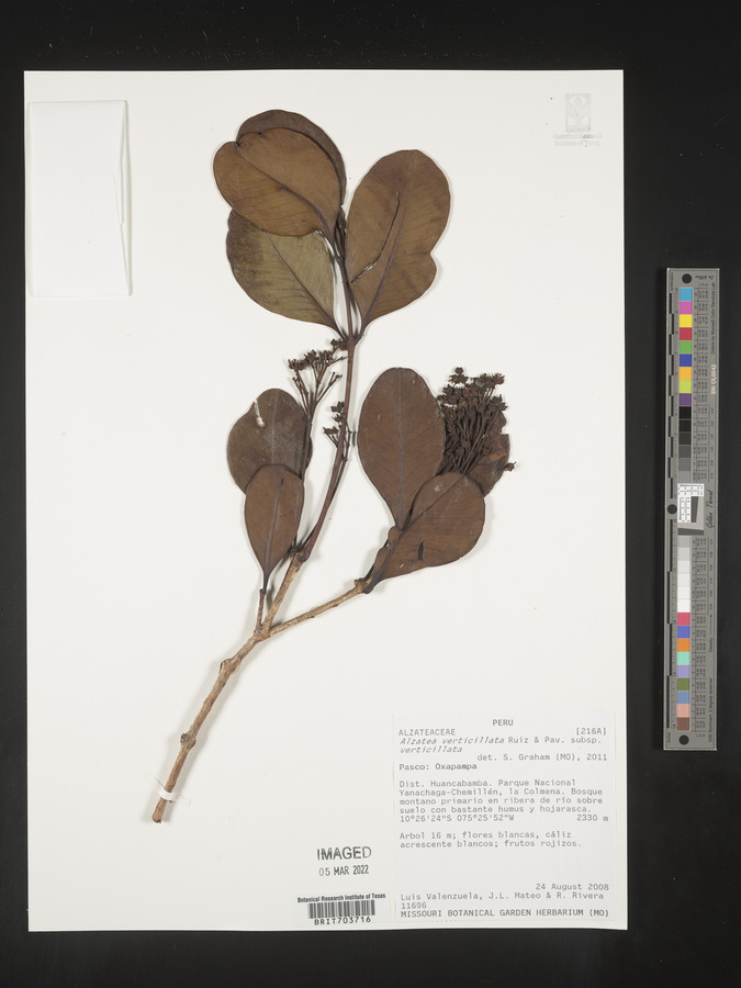 Alzatea image